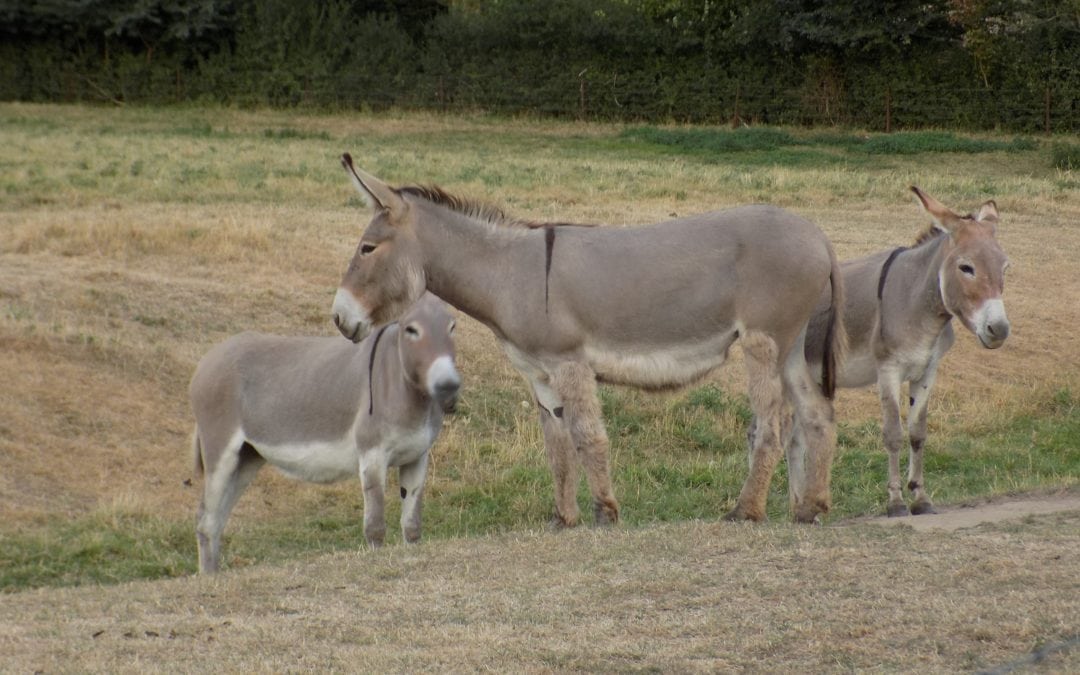 Balade aux ânes