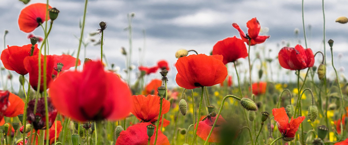 coquelicots