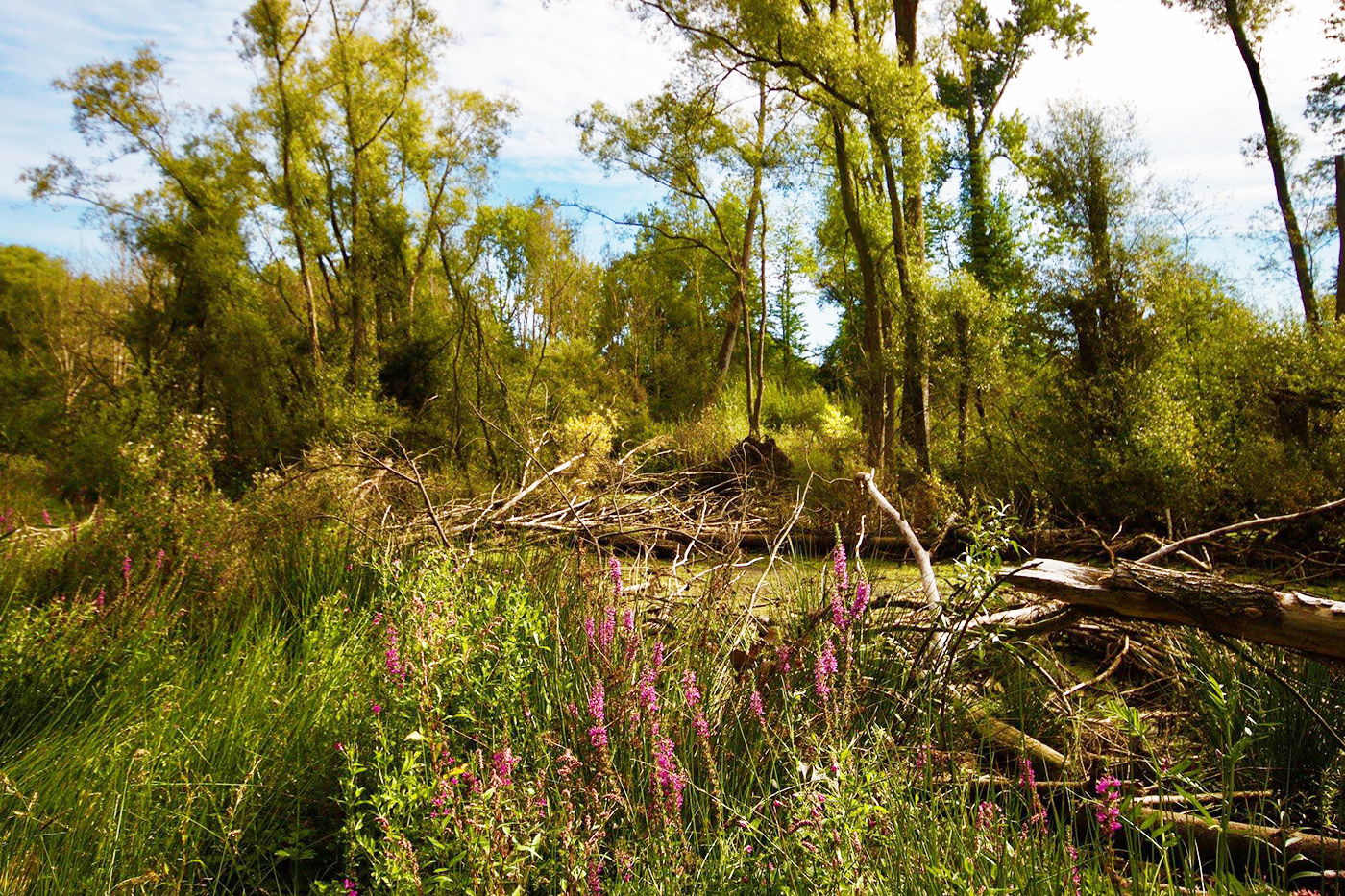 Bois de Saint-Géry