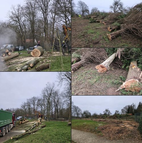 Abattage d'arbes au Domaine des Possibles